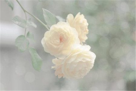 2020年8月广东清远自考准考证打印时间及入口